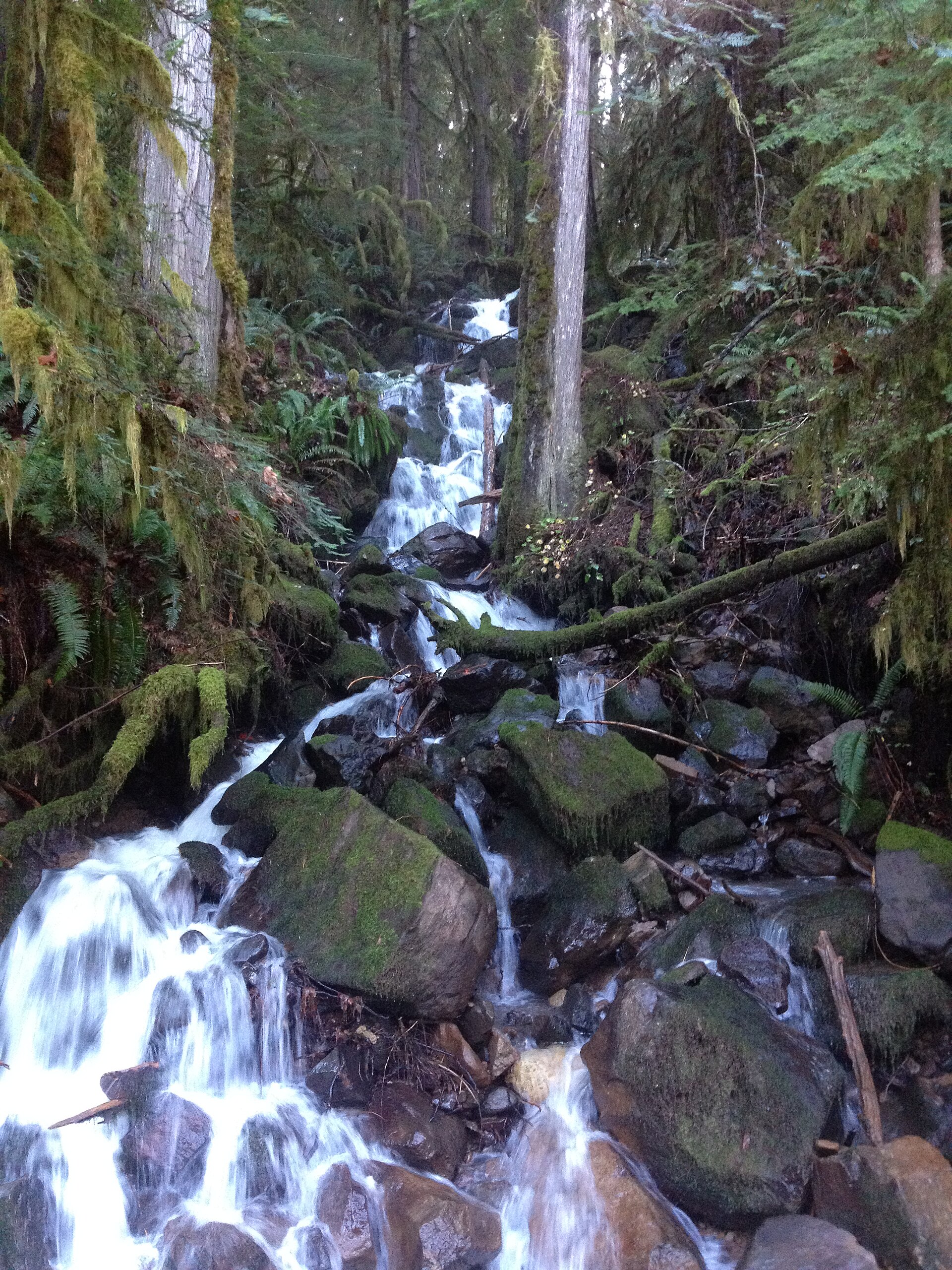 Forest landscape in Oregon
