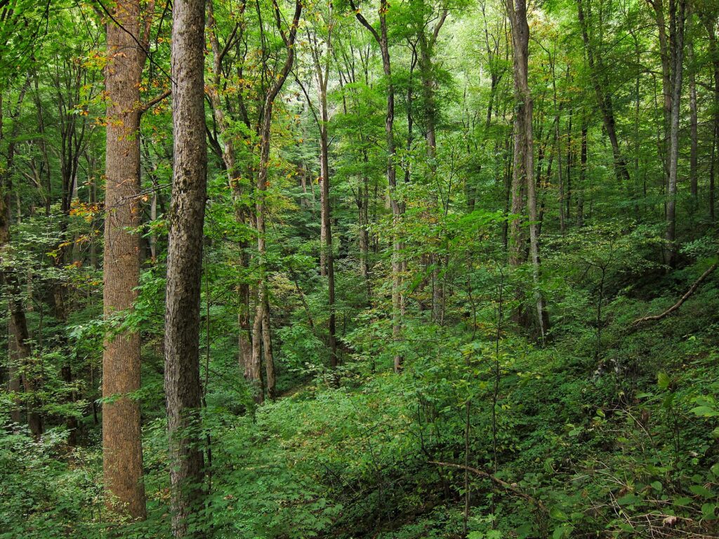 Forest trail in Great Smoky Mountains National Park
