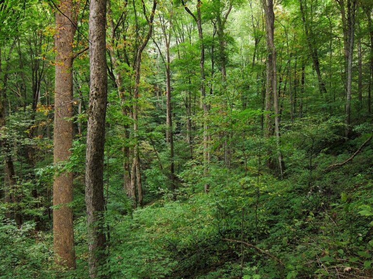 Easy Hikes in Great Smoky Mountains National Park for a Relaxed Day