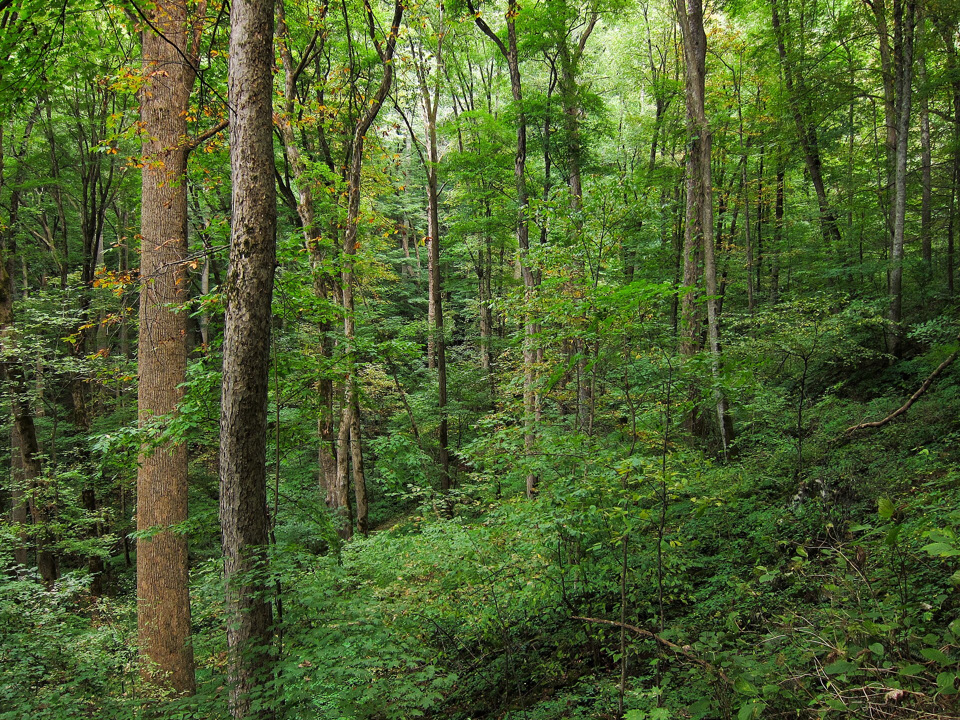 Forest trail in Great Smoky Mountains National Park
