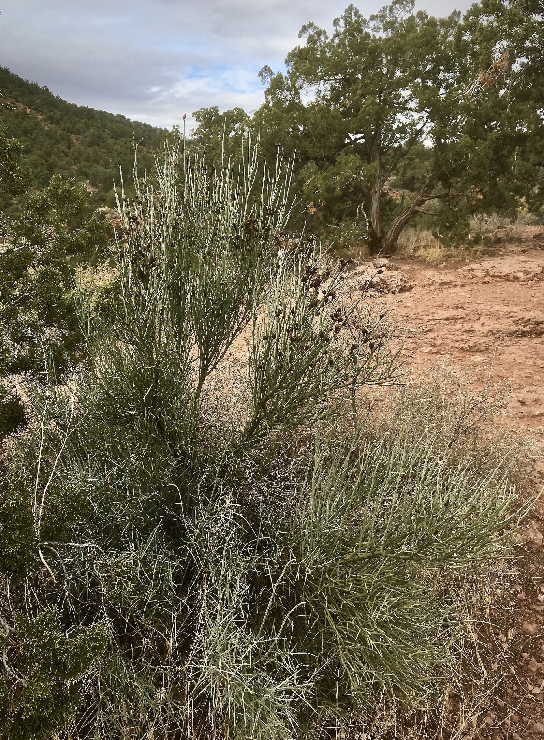 Sedona red rock mountain landscape