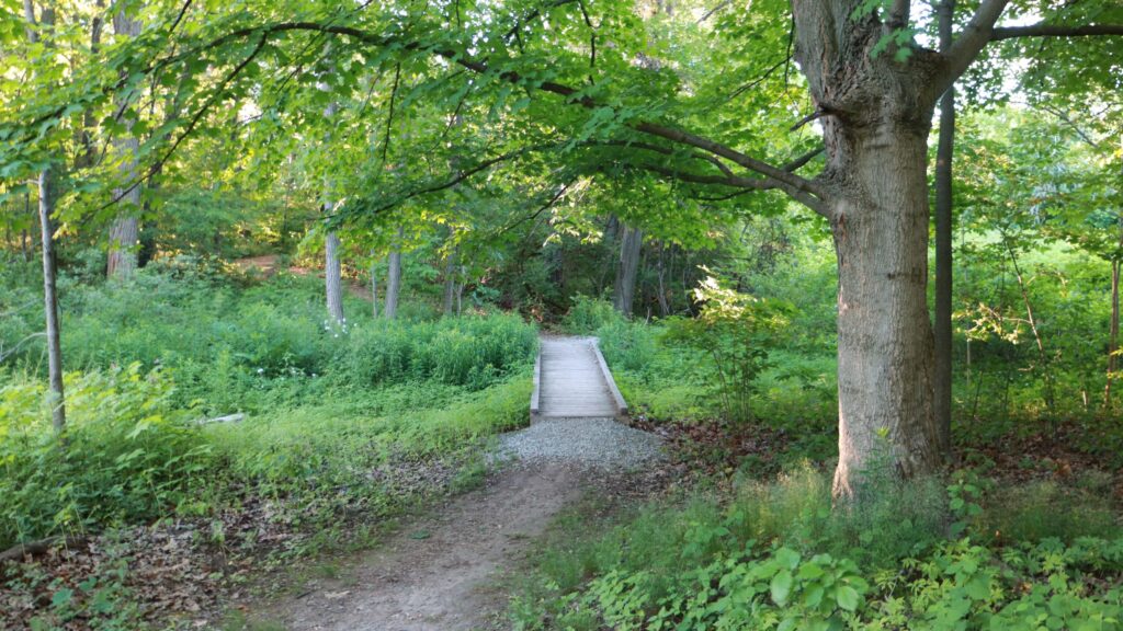 Forest hiking trail