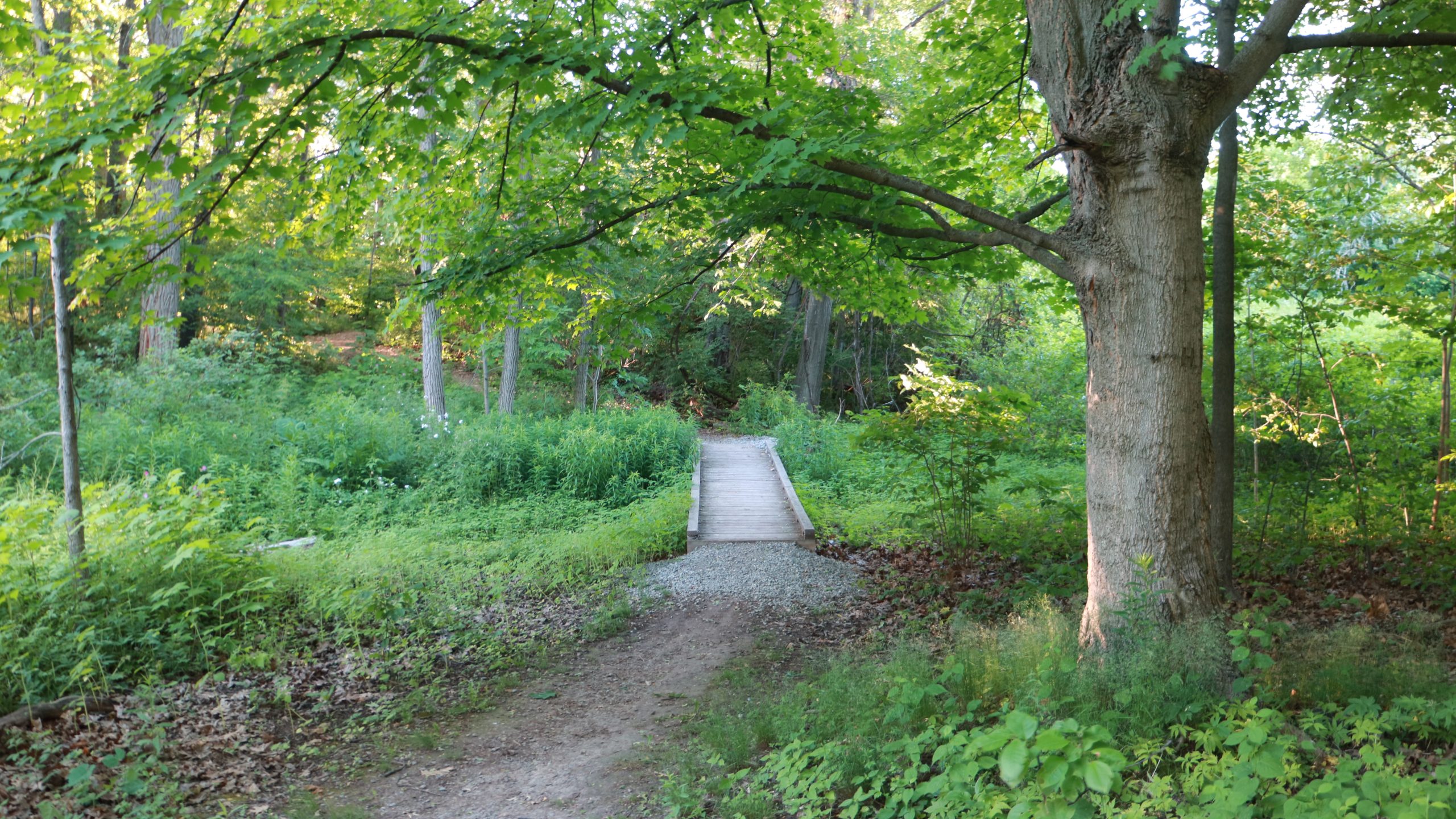 Forest hiking trail