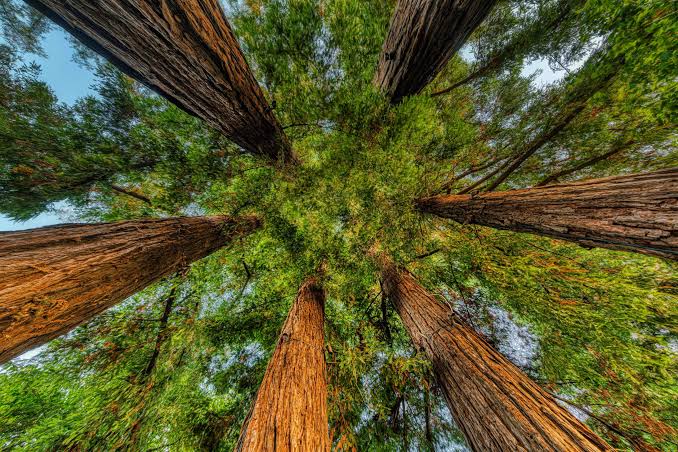 Redwood forest landscape in California